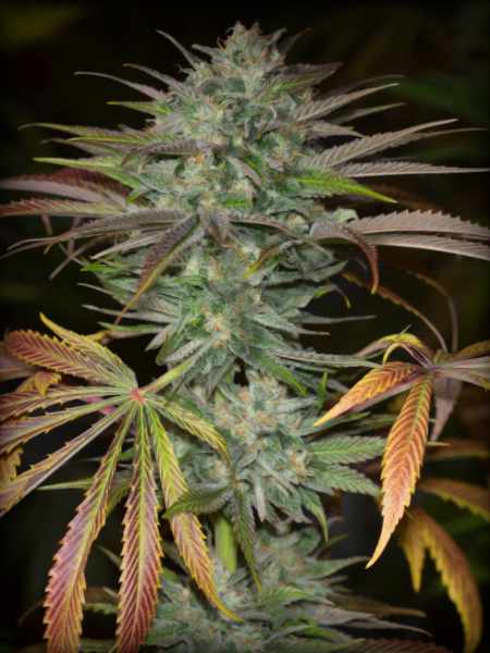 Watermelon Jam Autoflower Seeds 21% THC - East Smoke