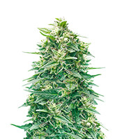 Watermelon Z Auto - Herbies