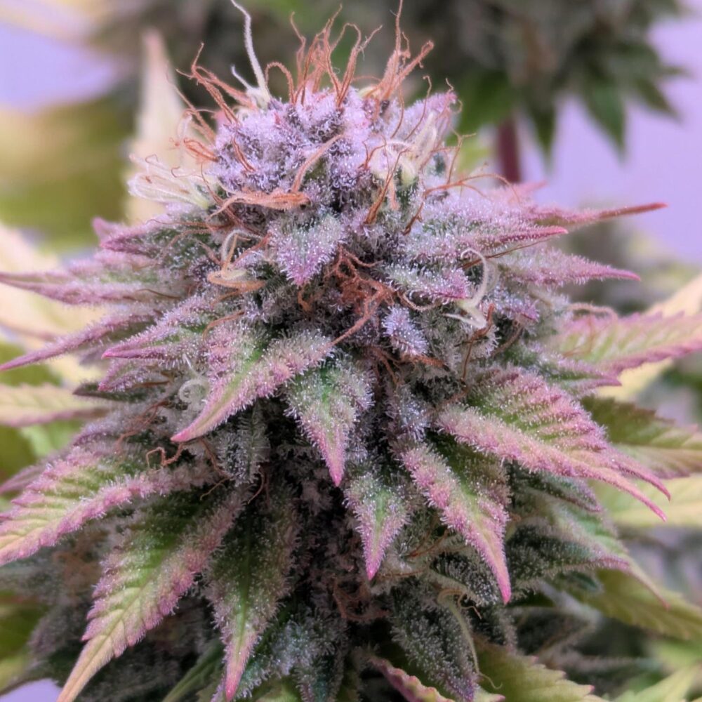 Watermelon Zkittlez Samen Feminisiert - Lucky Hemp