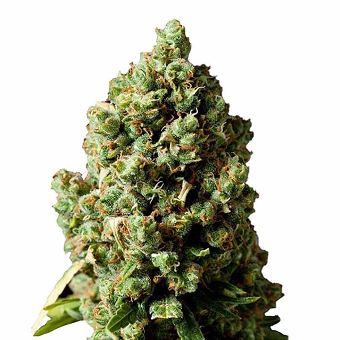 Wedding Cake 040 Autoflowering Indica Cannabis Samen Premium Seed Indica - CBD040