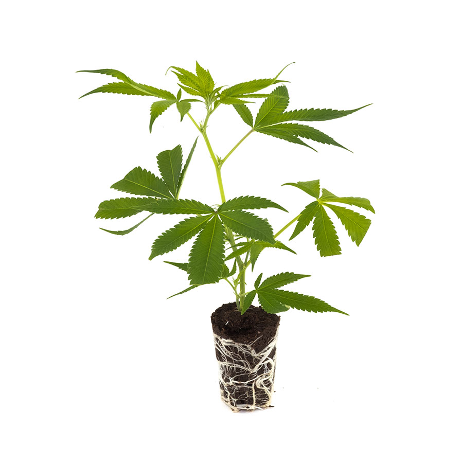 Wedding Cake - Hanfgarten