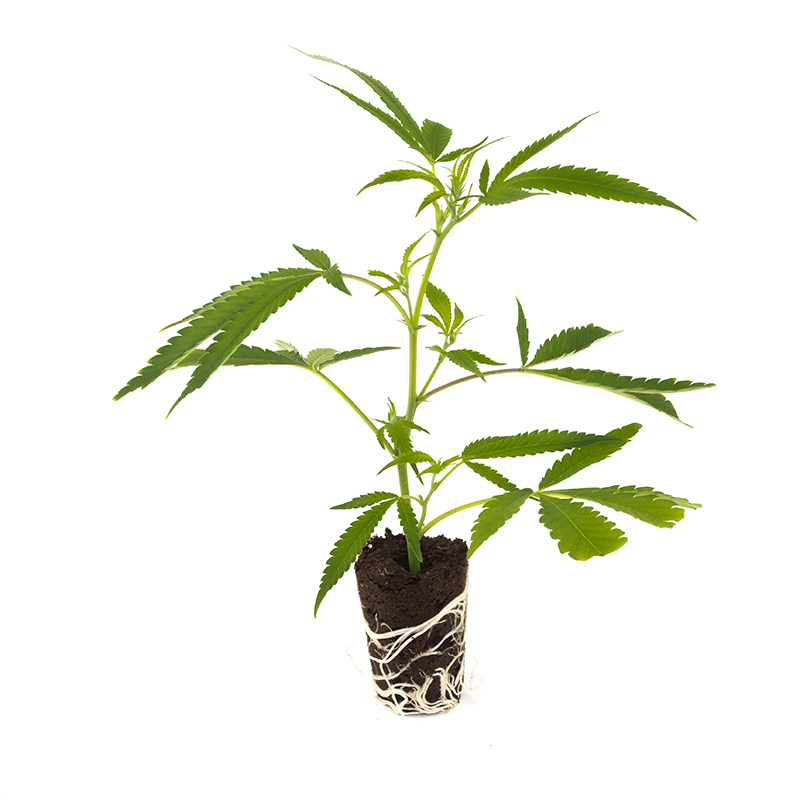 White Russian - Hanfgarten