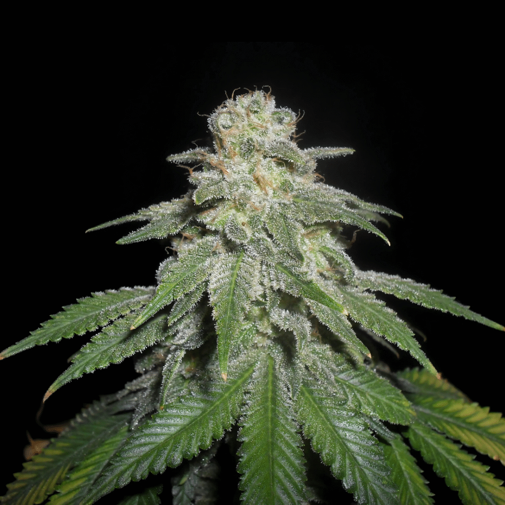 White Widow Samen Feminisiert - Lucky Hemp