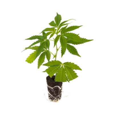 White Widow XXL - Hanfgarten