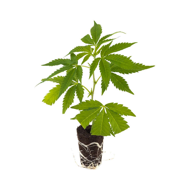 White Widow XXL - Hanfgarten