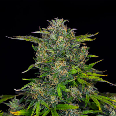 Zkittlez Auto - Kannabia