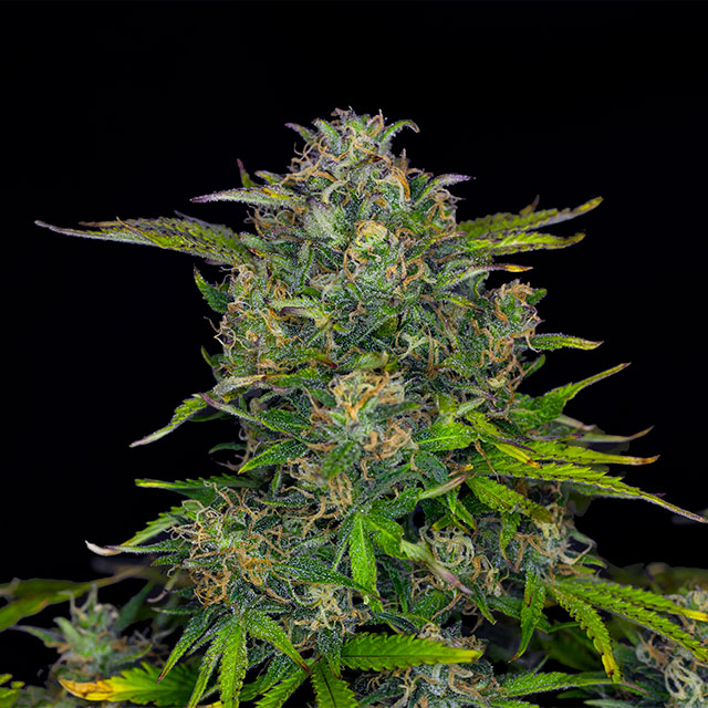 Zkittlez Auto - Kannabia