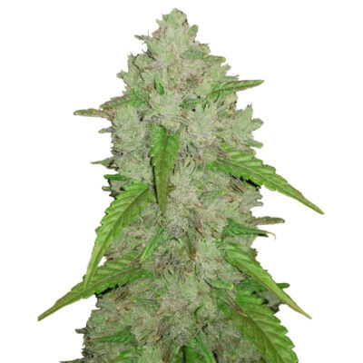 Amnesia core cut - Bushdoctor