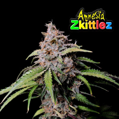 Amnesia Zkittlez - Bushdoctor