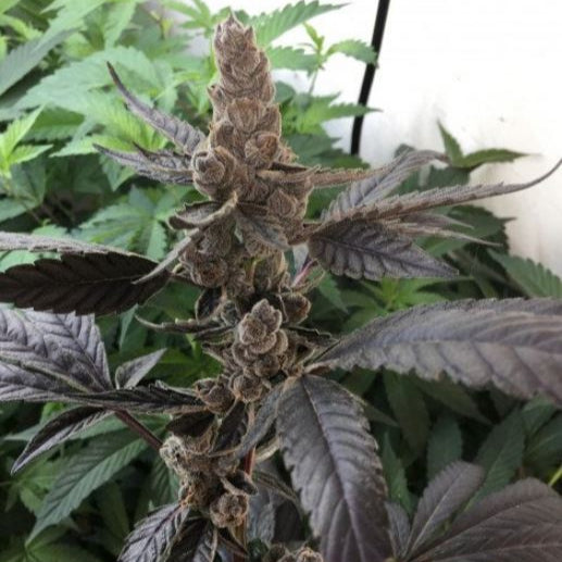 Apples & Bananas - Bushdoctor