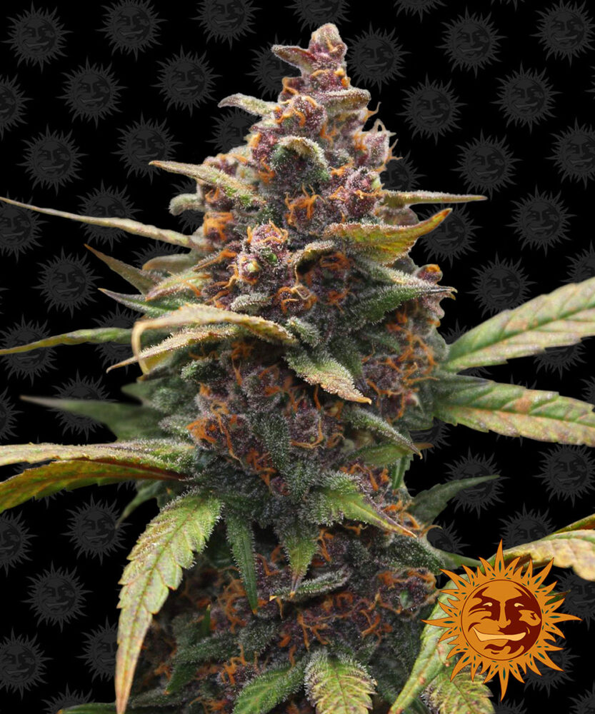 Ayahuasca Purple - Bushdoctor