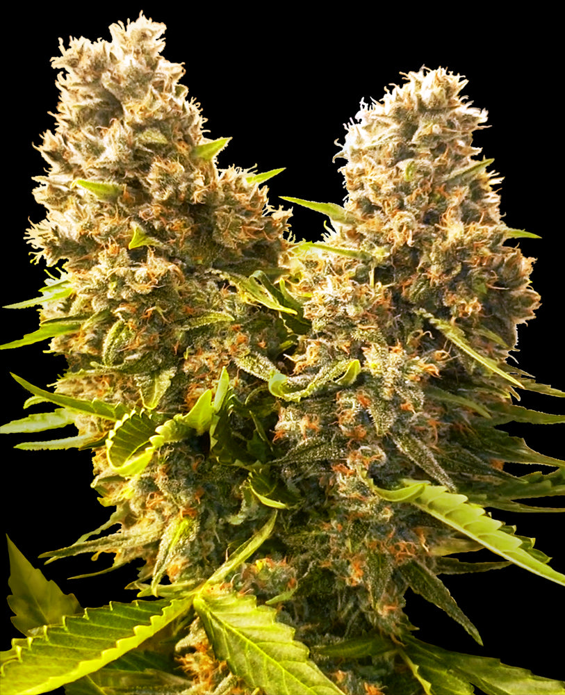 Banana Kush Cake - Bushdoctor