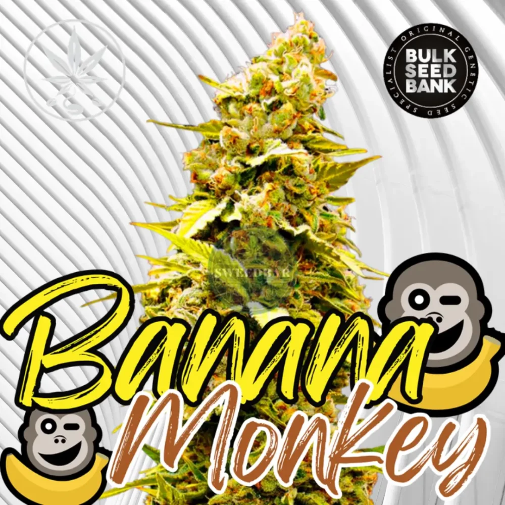 Banana Monkey Cannabis Stecklinge 6 Stück - Hanfjack