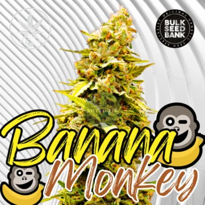 Banana Monkey Cannabis Stecklinge 6 Stück - Hanfjack
