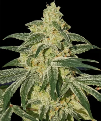 Barneys Farm Afghan Hash Plant 1 Samen - Hanfjack