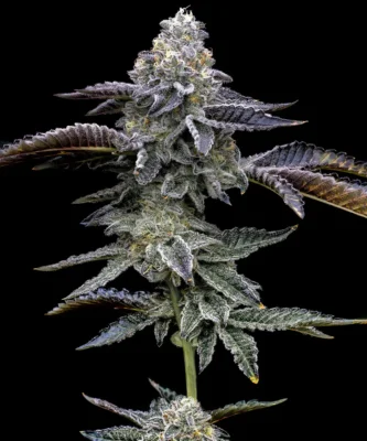 Barneys Farm Blue Dream 3 Stück - Hanfjack