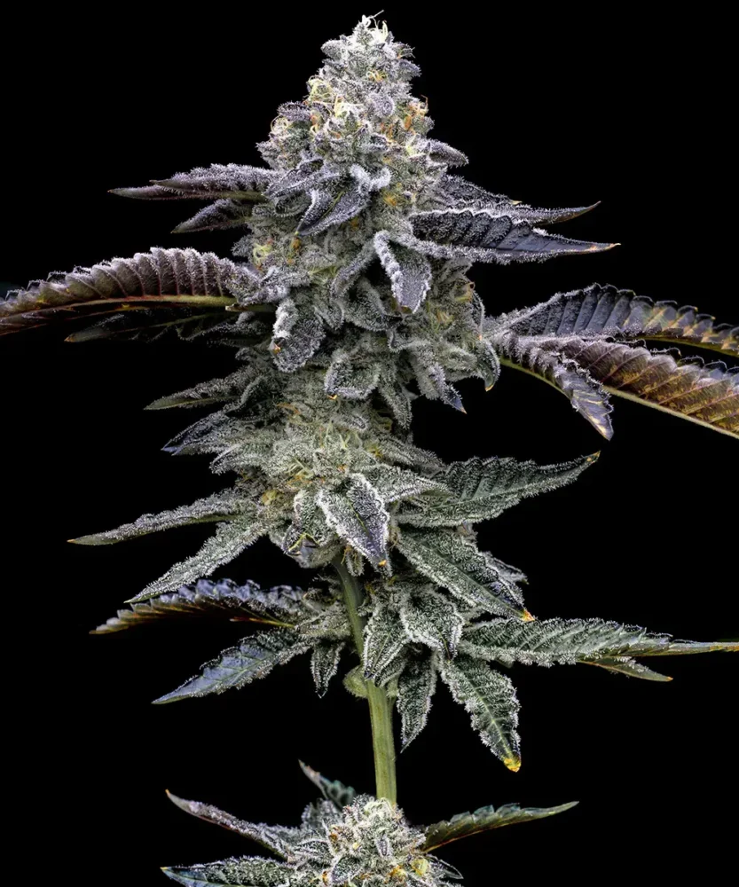 Barneys Farm Blue Dream 3 Stück - Hanfjack