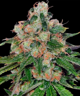 Barneys Farm CBD Caramel 1 Samen - Hanfjack