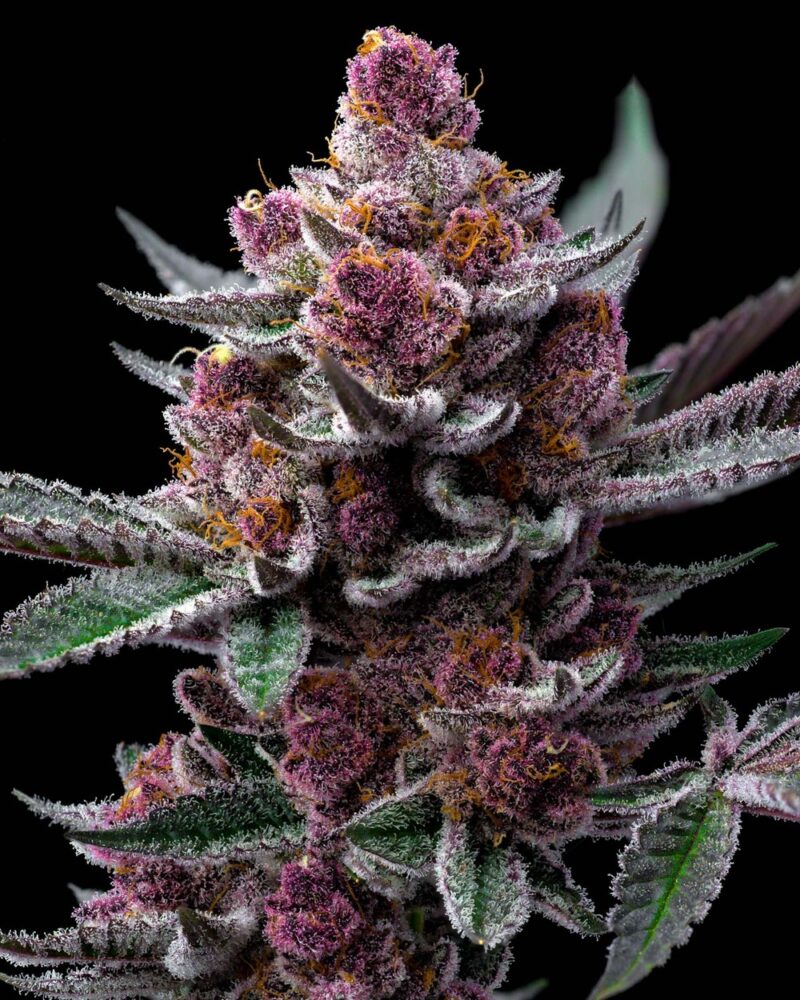 Barneys Farm Cherry Poppers 3 Stück - Hanfjack