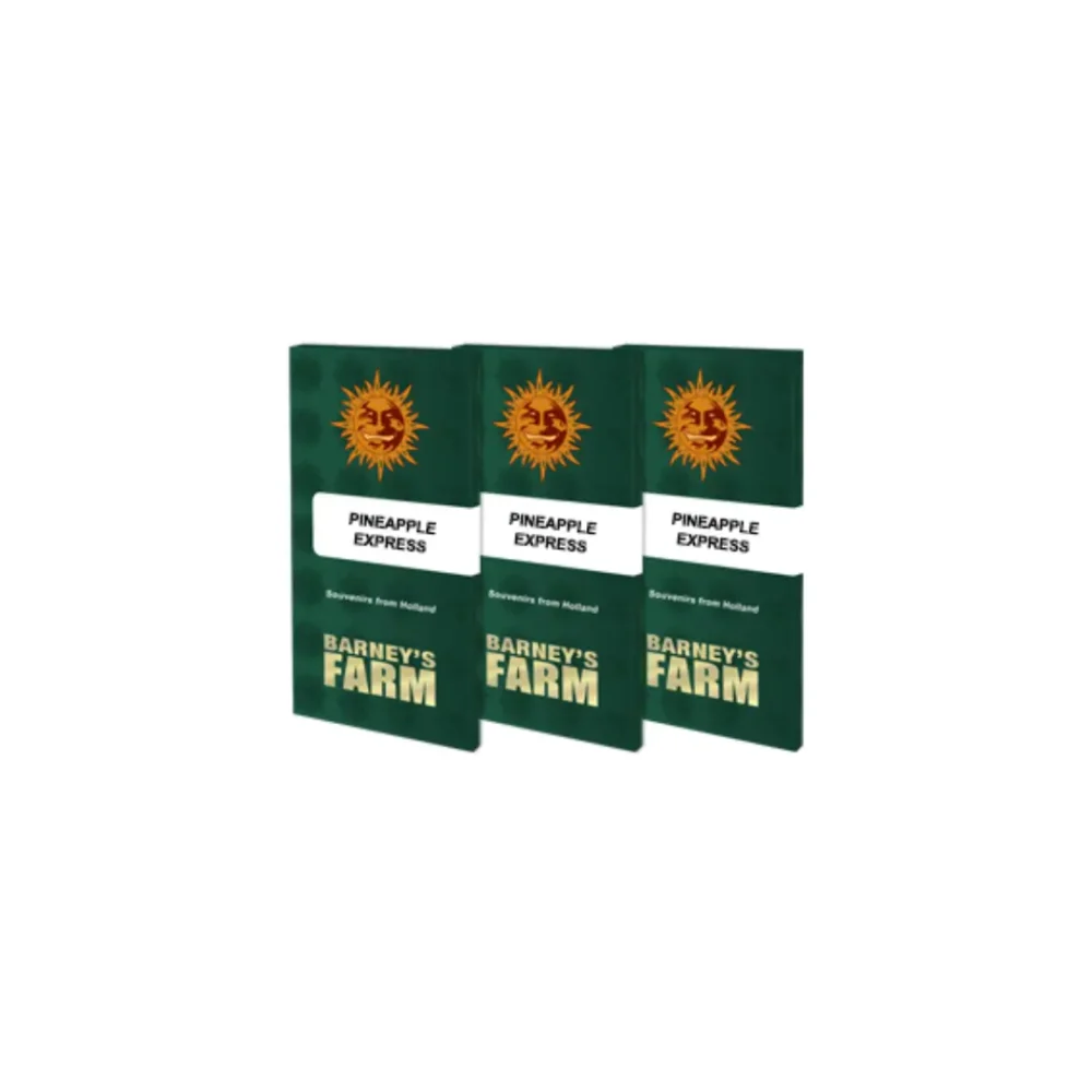 Barneys Farm Pineapple Express 1 Stück - Hanfjack