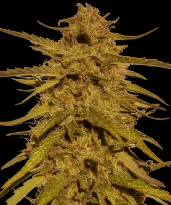 Barneys Farm Pineapple Haze Regular 1 Samen - Hanfjack