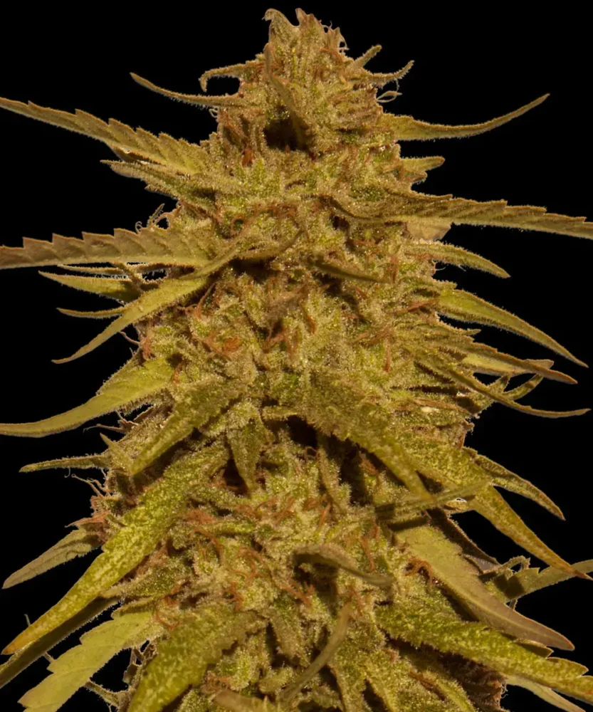 Barneys Farm Pineapple Haze Regular 1 Samen - Hanfjack