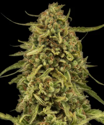 Barneys Farm Widow Remedy Regular 1 Samen - Hanfjack