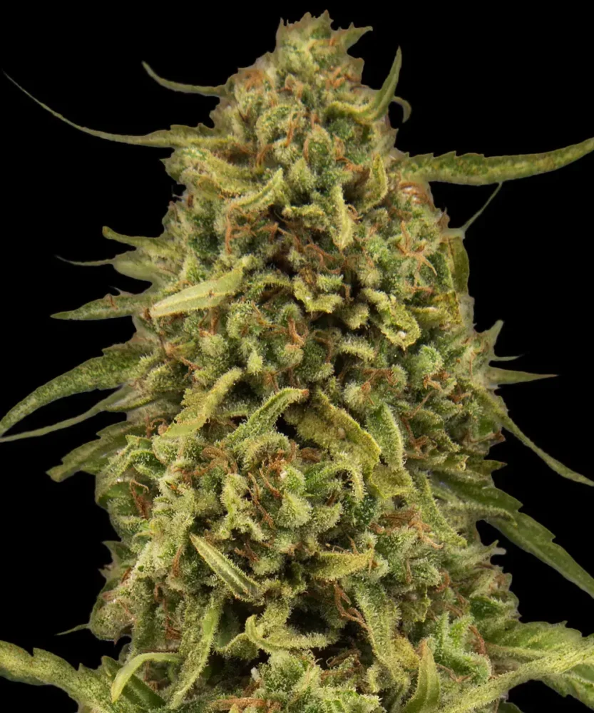 Barneys Farm Widow Remedy Regular  1 Samen - Hanfjack