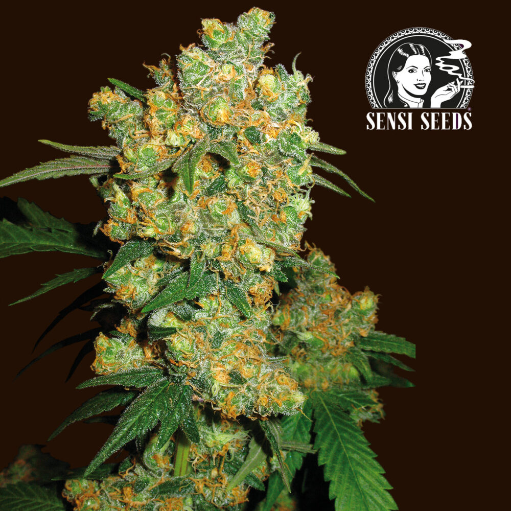 Big Bud 1 Stk Sensi Seeds - Bushdoctor