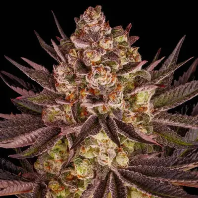 Biscotti Mintz - Bushdoctor