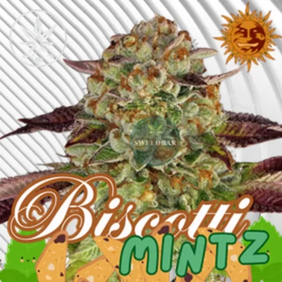 Biscotti Mintz Cannabis Stecklinge - Hanfjack