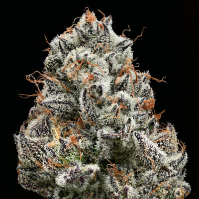 Black Cherry Gushers - Bushdoctor