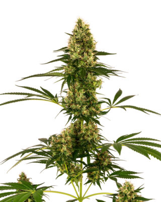 Blue Bullet - Bushdoctor