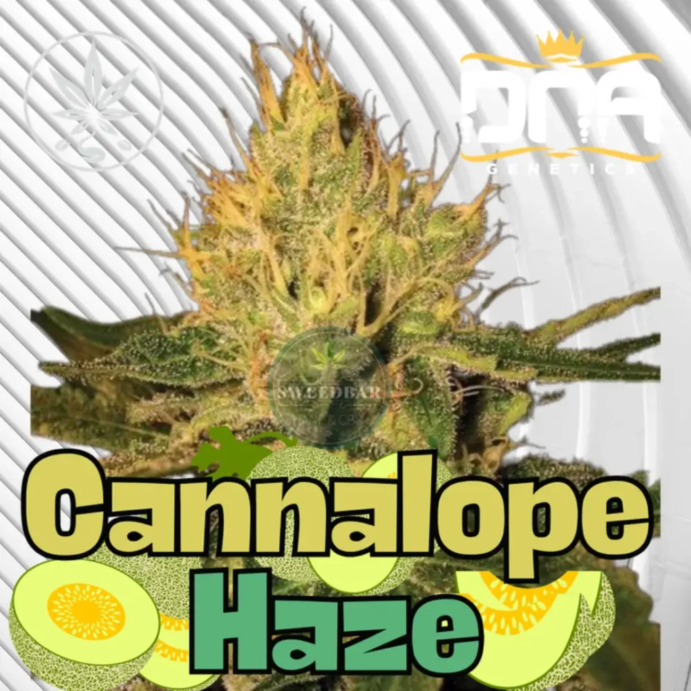 Cannalope Haze Cannabis Stecklinge 6 Stück - Hanfjack