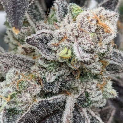 Cap Junky - Bushdoctor