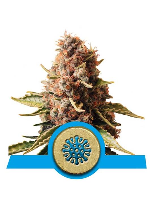 CBD Euphoria - Bushdoctor