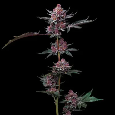 Cherry Poppers - Bushdoctor