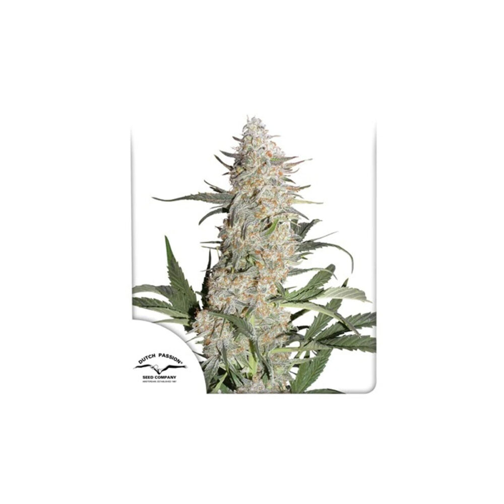 Critical Orange Punch - Bushdoctor