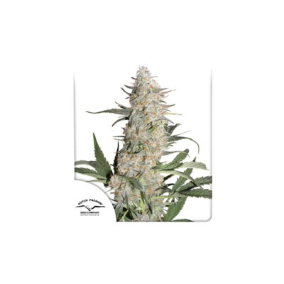 Critical Orange Punch - Bushdoctor