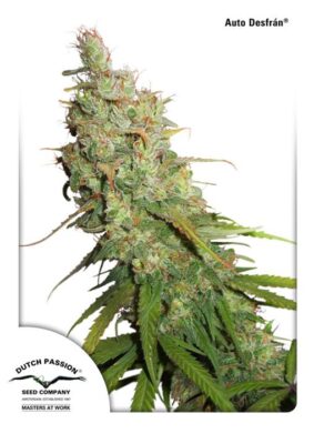 Desfrán - Bushdoctor