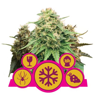 Feminized Mix RQS - Bushdoctor