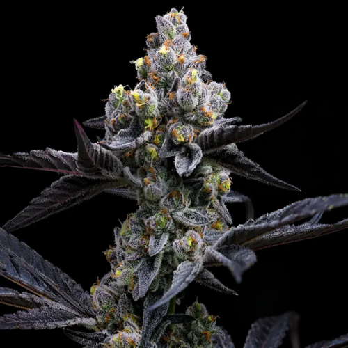 Garlic Cookies - Bushdoctor