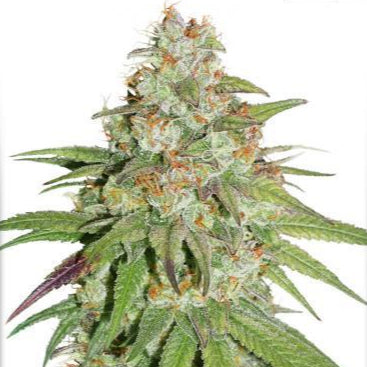 Glueberry O.G. - Bushdoctor