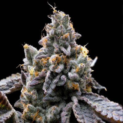 GMO Cookies - Bushdoctor