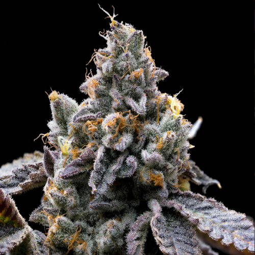 GMO Cookies - Bushdoctor