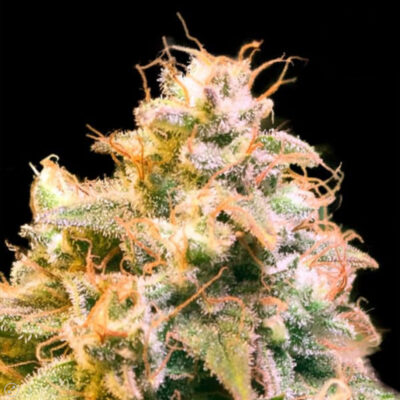 Gorilla Glue - Bushdoctor