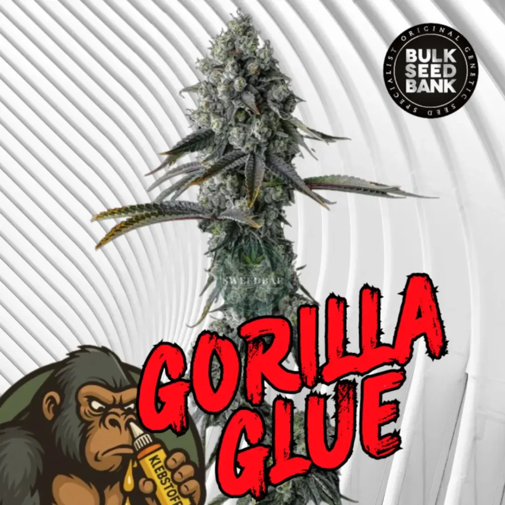 Gorilla Glue Cannabis Stecklinge - Hanfjack