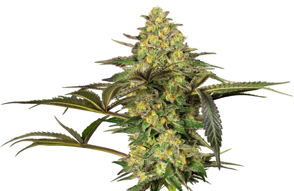 Grapevine Candy - Bushdoctor