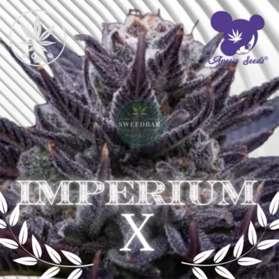 Imperium X Cannabis Stecklinge - Hanfjack