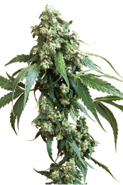 Jack Flash #5 - Bushdoctor